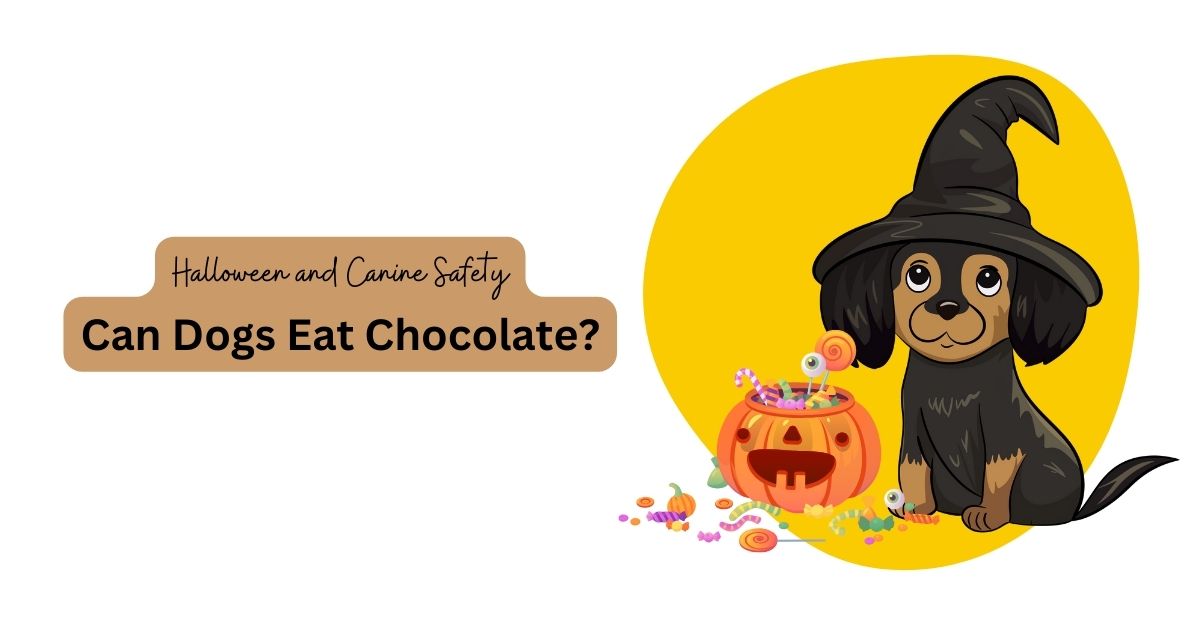 Curated visual reference: Can Dogs Eat Chocolate A Safe Halloween For Your Pooch Photo Inspiration