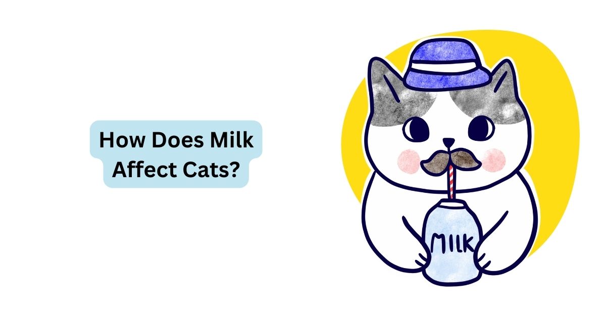 Milk for Cats | How Does Milk Affect Cats? | Waggle