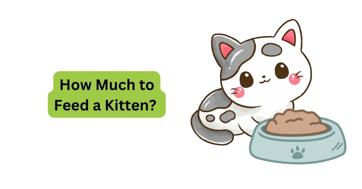 How Much to Feed a Kitten? | How Much to Feed by Age | Waggle