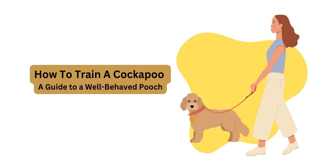 Cockapoo Tips 8 Easy Tips on How To Train A Cockapoo? – Waggle