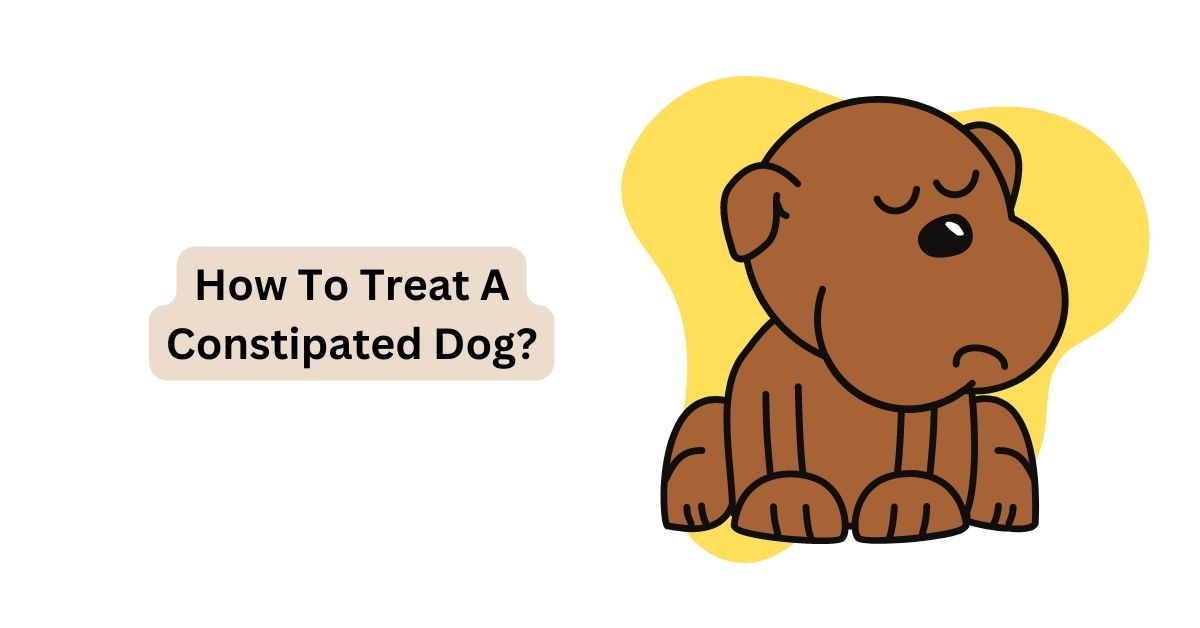 How To Treat A Constipated Dog? | Waggle