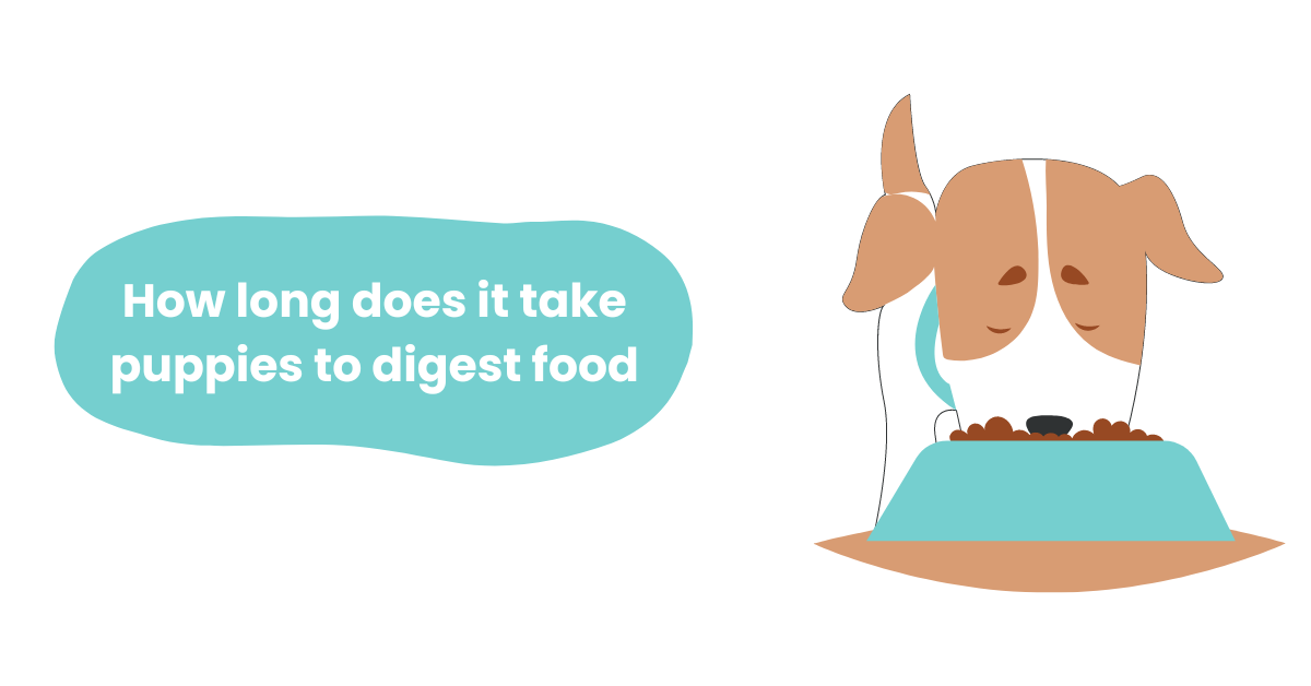 how-long-does-it-take-puppies-to-digest-food-waggle