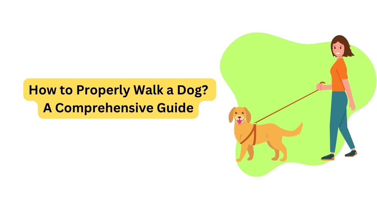 How to Properly Walk a Dog: A Comprehensive Guide | Waggle