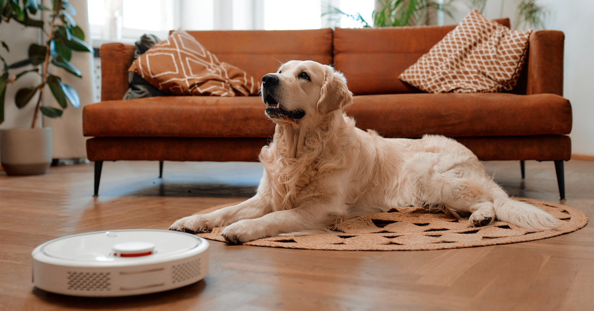 Protect Your Pet with a Motion Sensor Pet Camera | Ultimate Guide – Waggle
