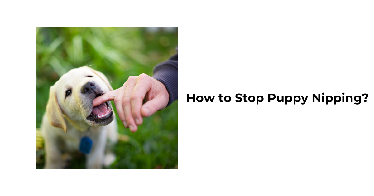 How to Stop Puppy Nipping? Waggle