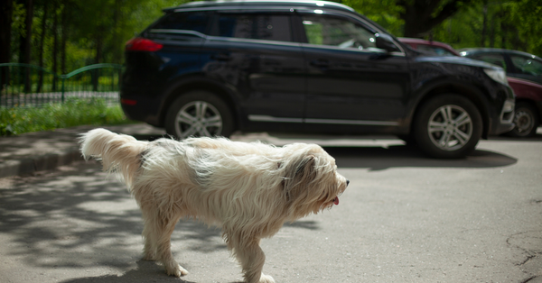 How to Stop a Dog from Chasing Cars?