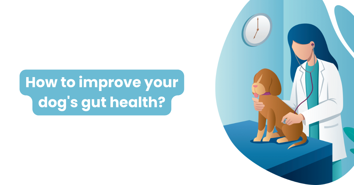 8 Tips How to Improve Dog Gut Health? Waggle