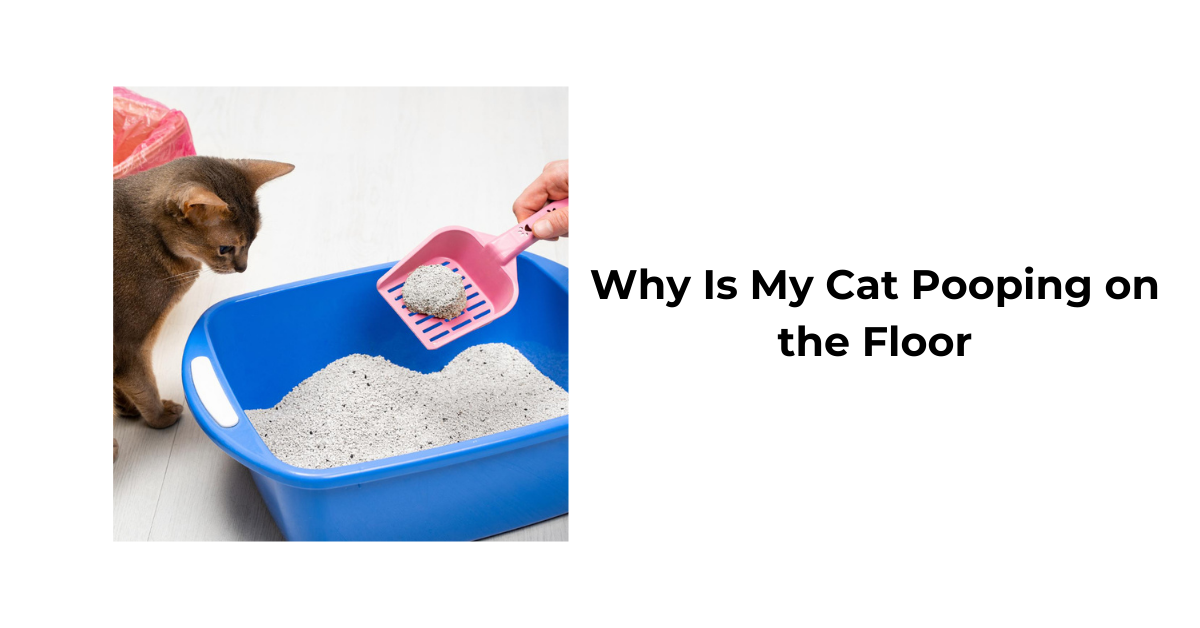Why Is My Cat Pooping on the Floor? Waggle