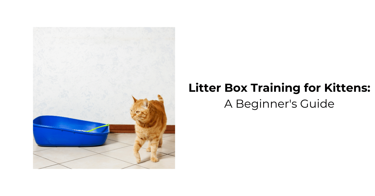 Litter Box Training for Kittens A Beginner s Guide Waggle