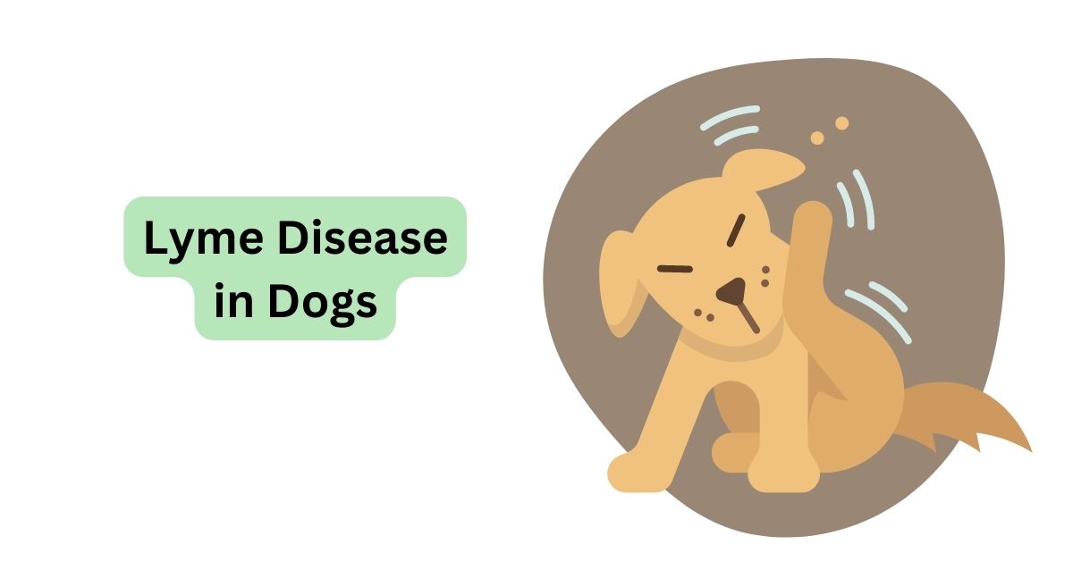 Lyme Disease in Dogs What You Need to Know Waggle