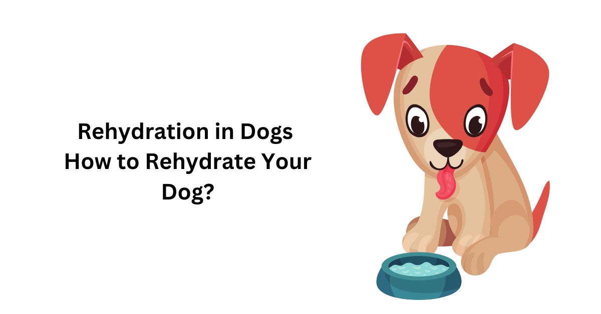 Rehydration in Dogs How to Rehydrate Your Dog? Waggle