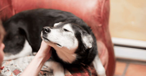 Rubbing Dogs Ears 