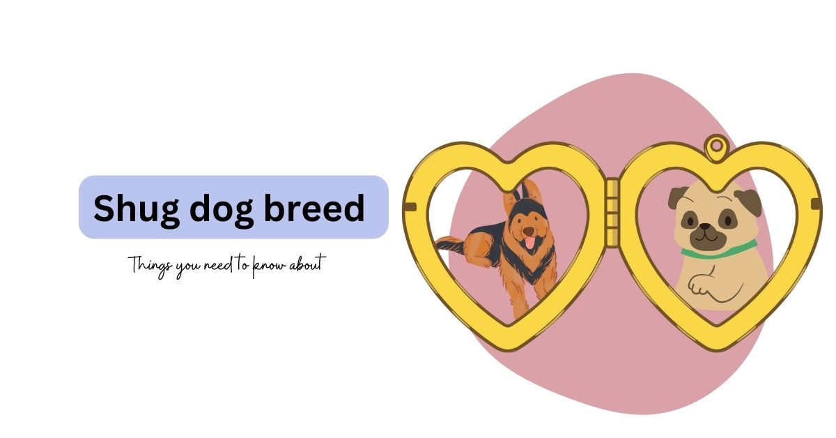 Shug Dog Breed: Things You Need to Know About | Waggle