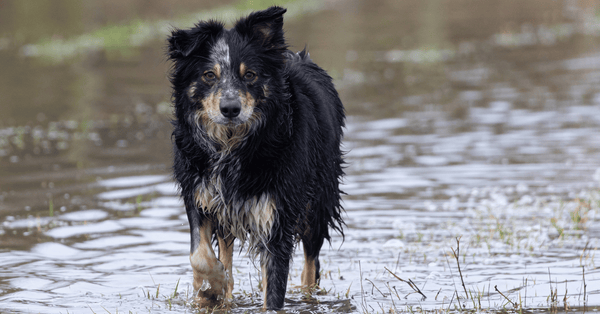 Texas Floods Displace Communities: How Pet Owners Can Respond