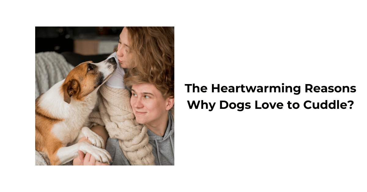 Why Do Dogs Like to Cuddle? Discover the Heartwarming Reasons – Waggle