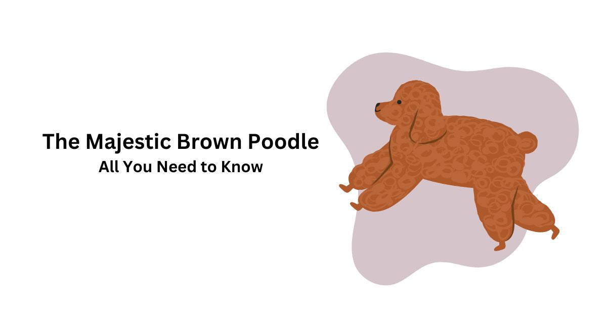 The Majestic Brown Poodle: All You Need to Know | Waggle