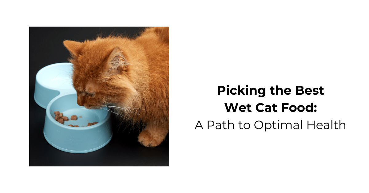 Choosing the Best Wet Cat Food for Optimal Feline Health Waggle