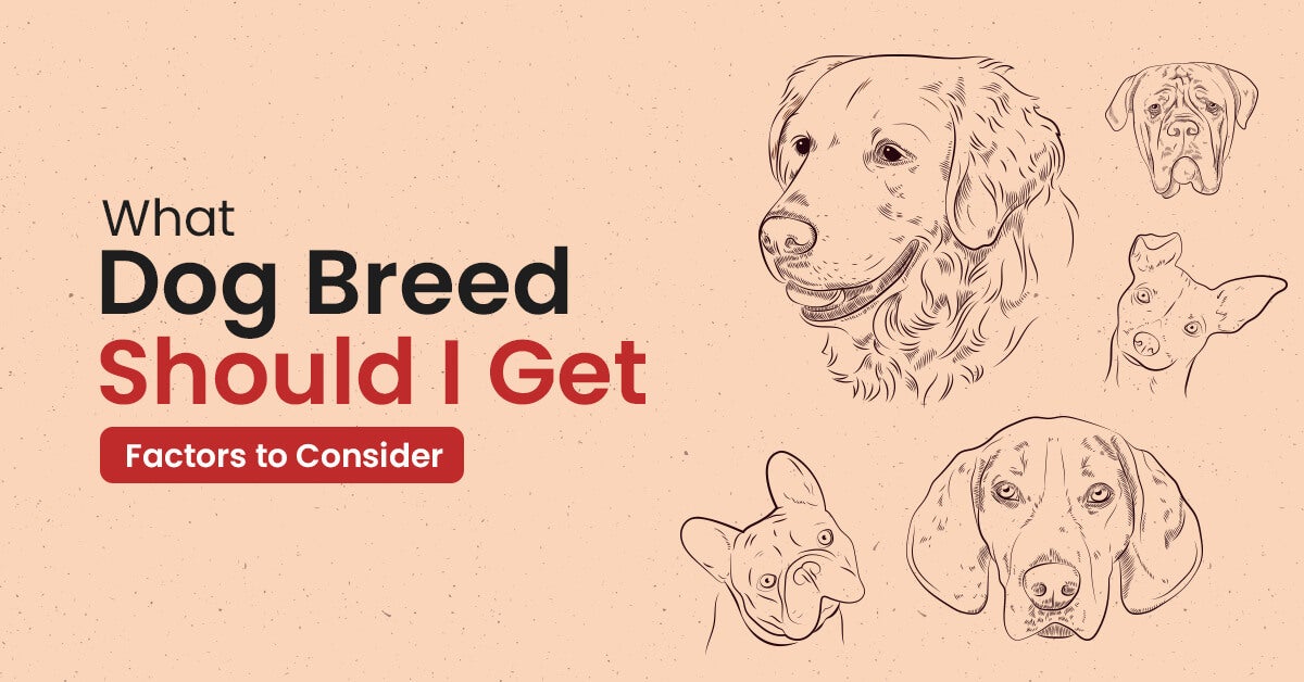 What Dog Breed Should I Get – Factors To Consider 