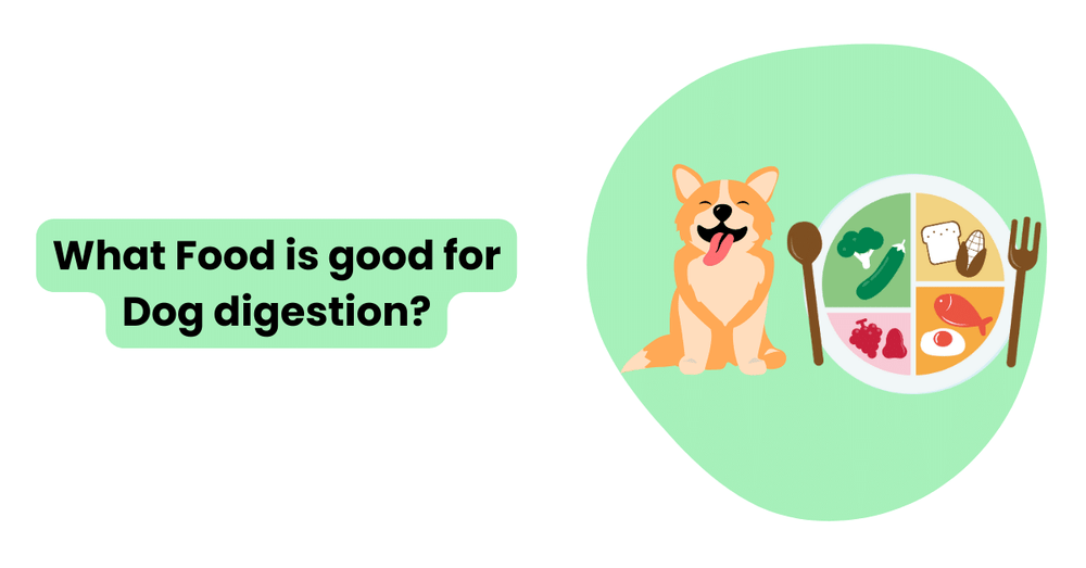 Foods good best sale for dog digestion