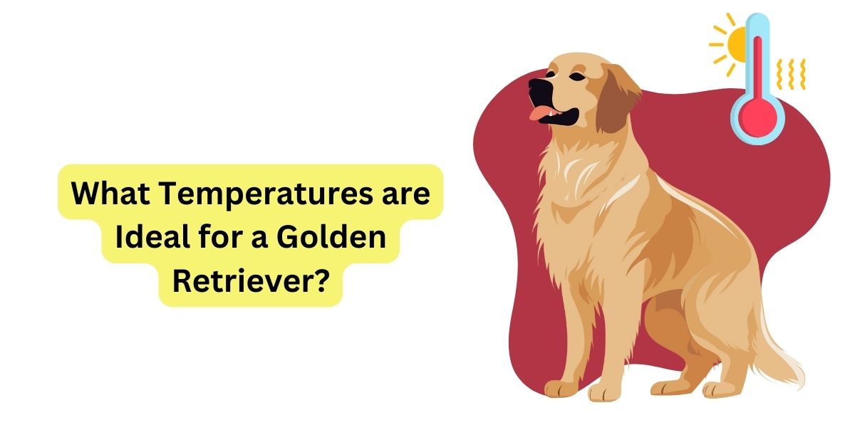 When do golden retrievers 2024 have their first heat