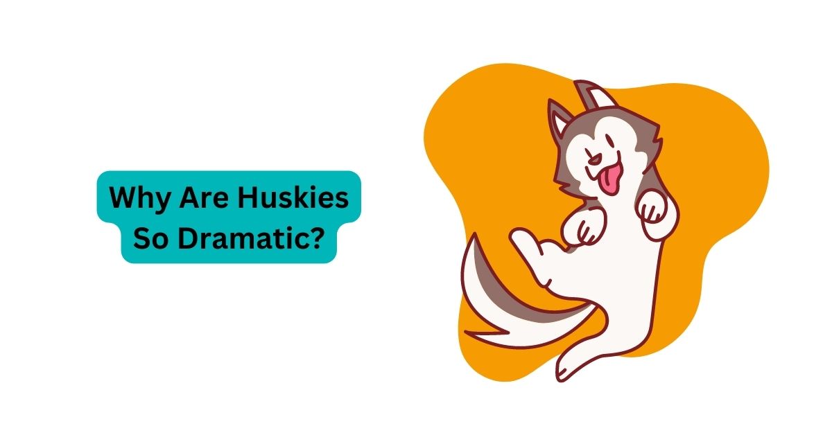 Huskie Dog Breed | Why Are Huskies So Dramatic? | Waggle