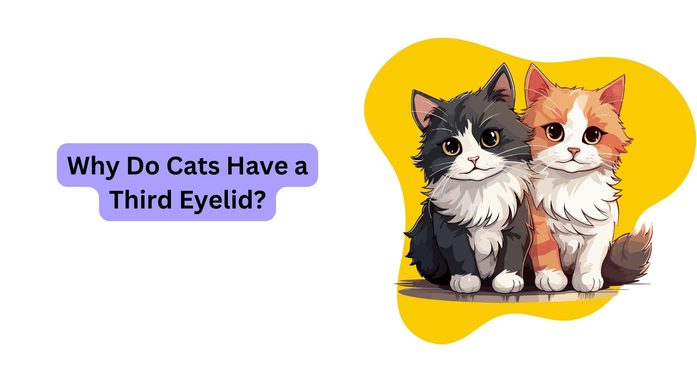 Why Do Cats Have A Third Eyelid Waggle why-do-cats-have-a-third-eyelid-waggle
