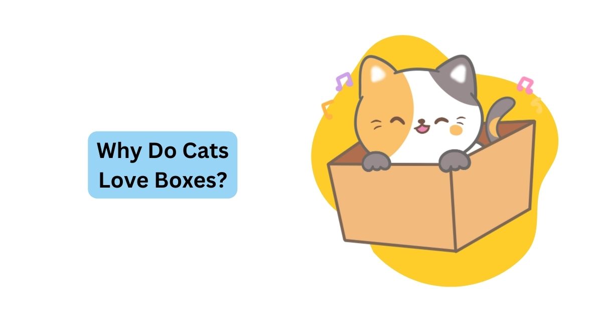 Why Do Cats Love Boxes? | Waggle®