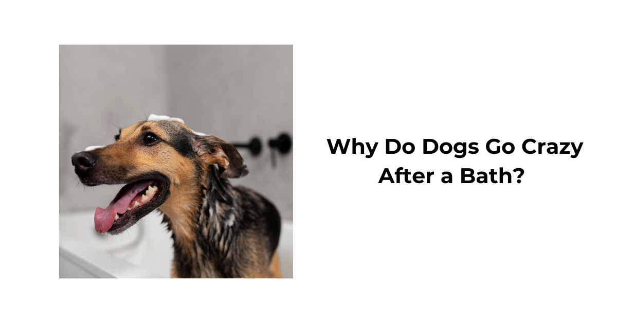 Why Does My Dog Go Crazy After a Bath? Insights and Tips Waggle