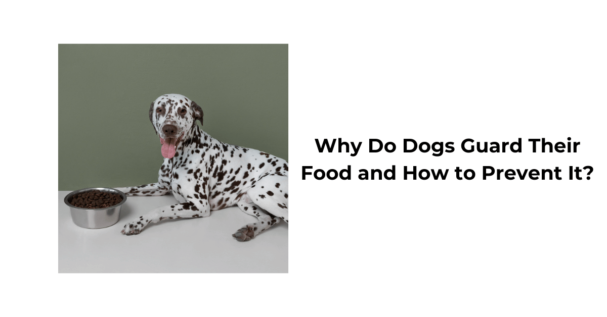 Why Do Dogs Guard Their Food and How to Prevent Food Guarding Waggle
