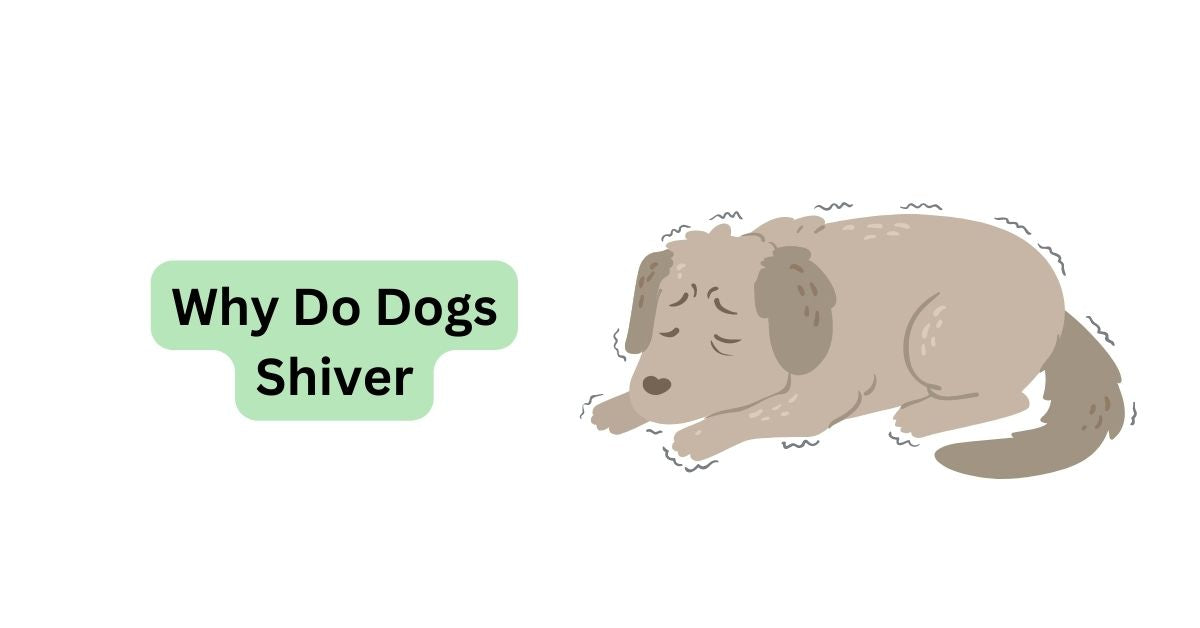 why-do-dogs-shiver-causes-tips-to-help-waggle