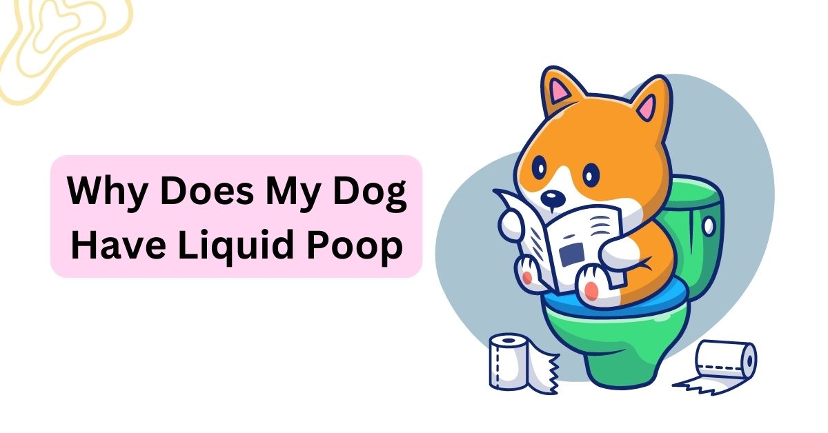 why-does-my-dog-have-liquid-poop-common-causes-waggle