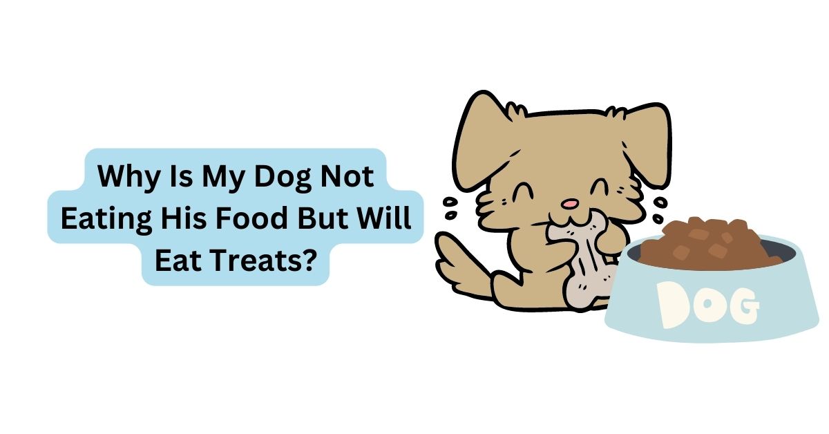 Why will my dog not eat hotsell