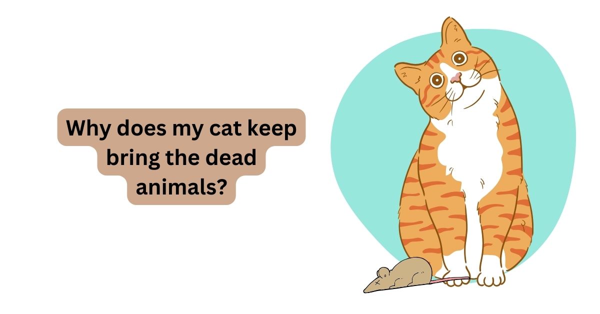Why do cats bring you dead animals? Waggle®