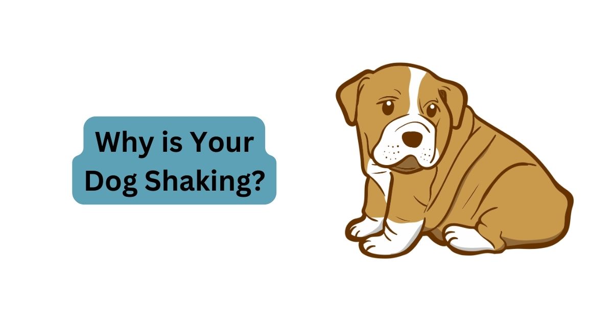 Why is Your Dog Shaking? Causes & Solutions Waggle