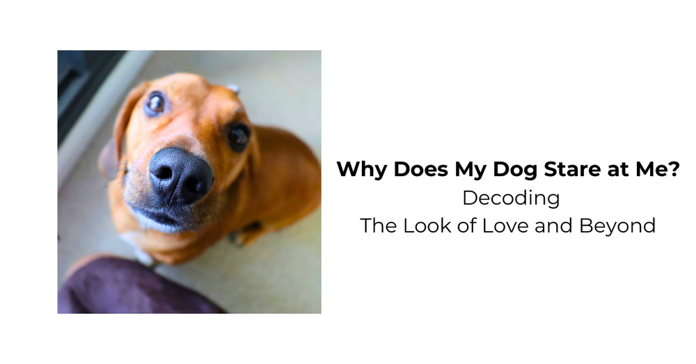 Why Does My Dog Stare at Me? Understanding Canine Communication