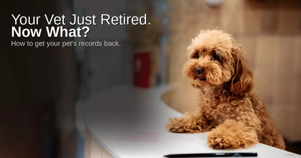 a dog looking over with a text that says " how to get your pets record back"