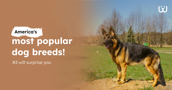 America’s Most Popular Dog Breeds