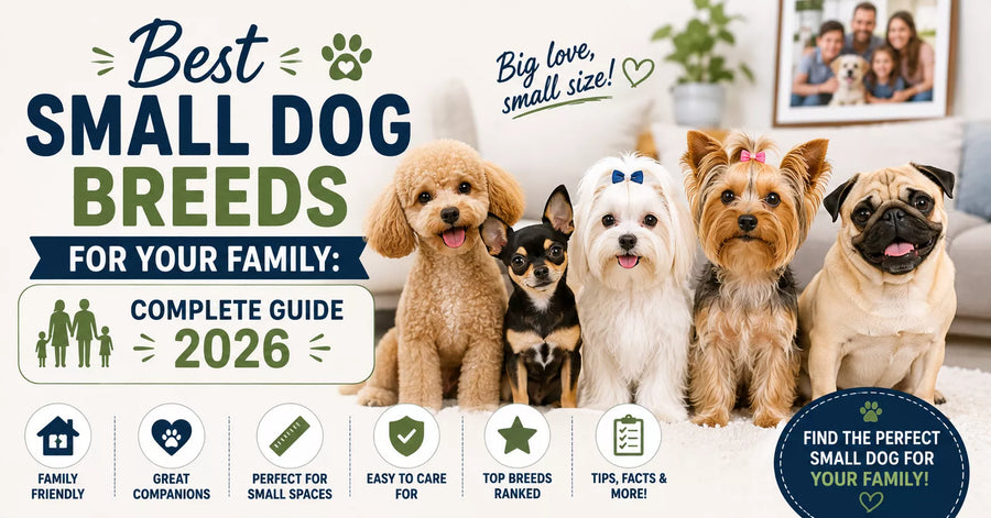 Best Small Dog Breeds for Your Family: Complete Guide 2026