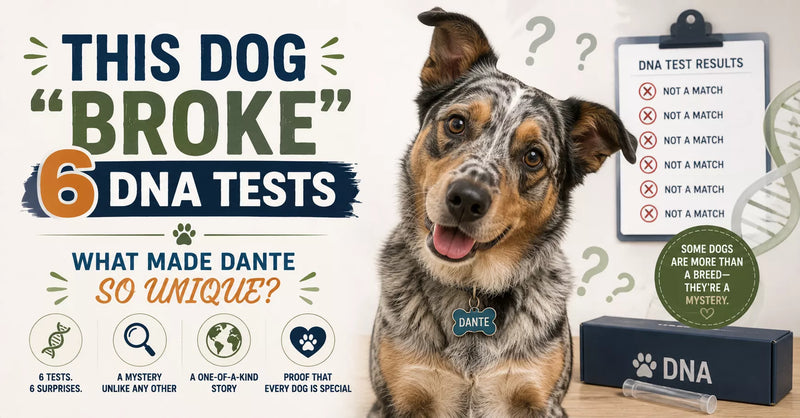 This Dog “Broke” 6 DNA Tests - What Made Dante So Unique?