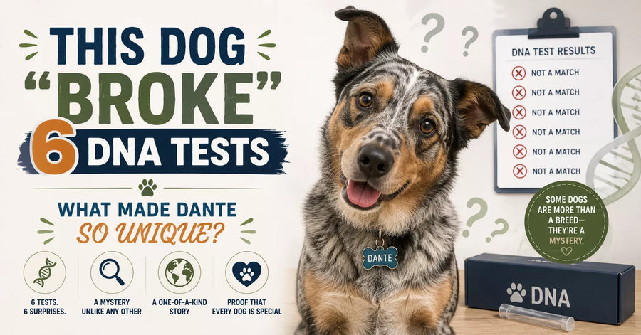This Dog “Broke” 6 DNA Tests - What Made Dante So Unique?