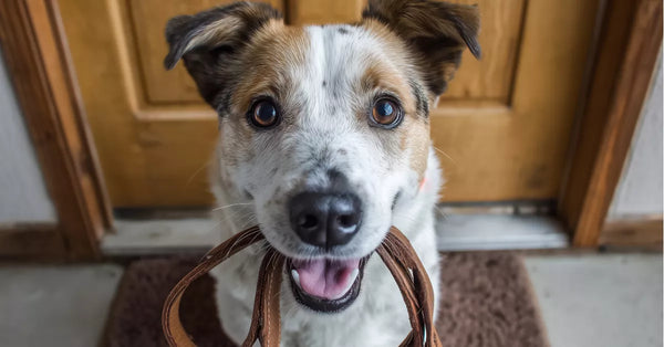 Dog ready for training for an rv adventure