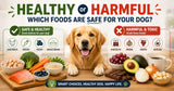 Healthy or Harmful? Which Foods Are Safe for Your Dog?