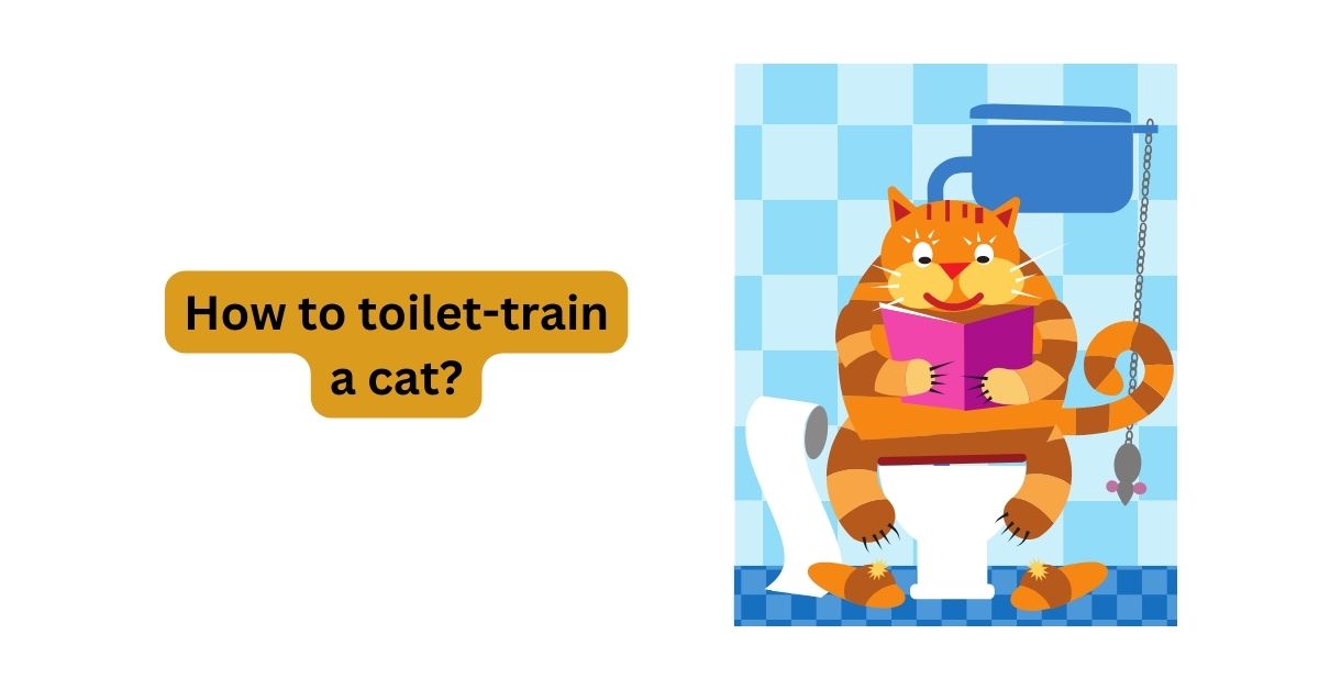 How to toilet train a cat? A Comprehensive Guide Waggle®