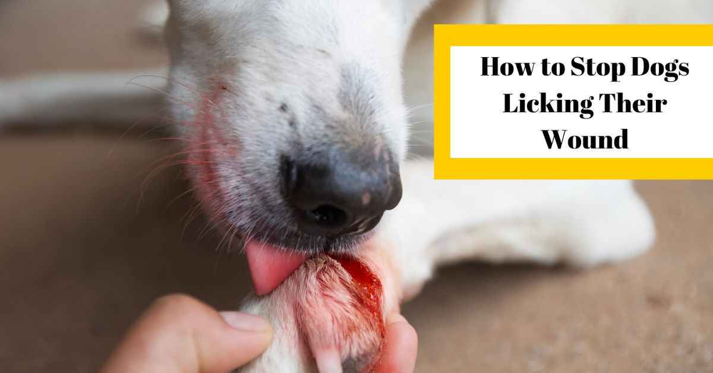 How to stop dogs from licking their wounds