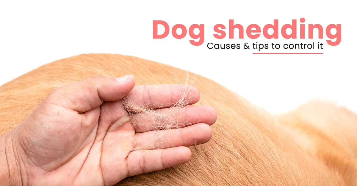 Dog Shedding Why is My Dog Shedding so much? Waggle®