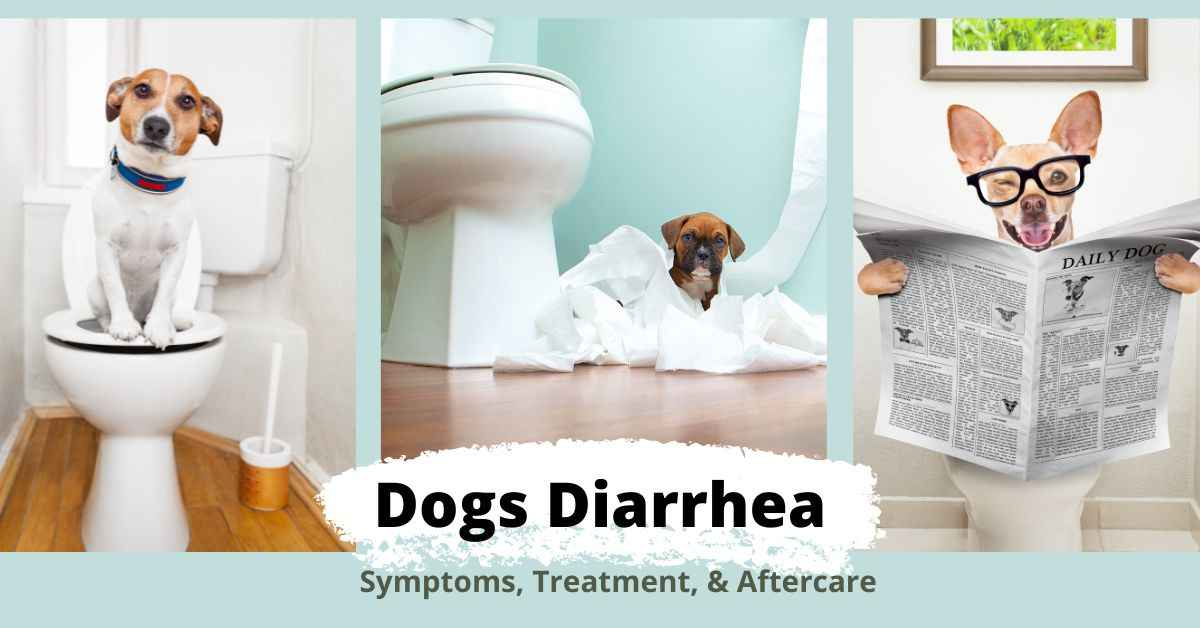 Dog Diarrhea : Symptoms, Treatment, & Aftercare | Waggle®