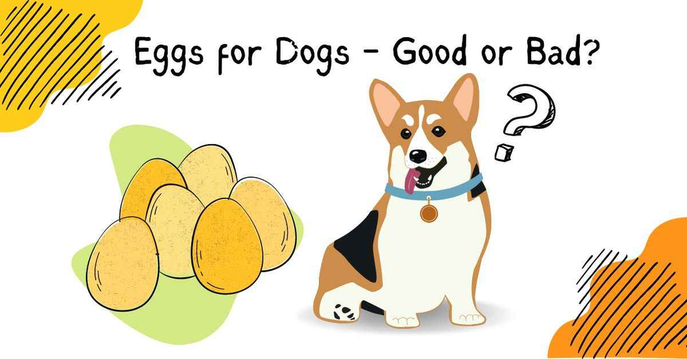 Are eggs top good for dogs