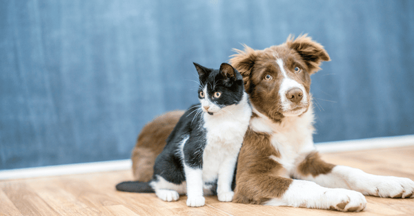 Pets body language pic of dog & Cat 