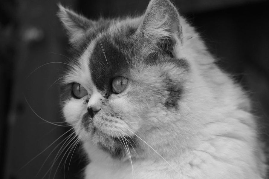 Exotic Shorthair Cat cat — heat stroke safety guide