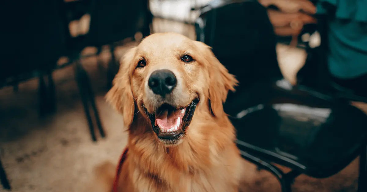 Is Your Dog at Risk of Plague? What You Need to Know – Waggle